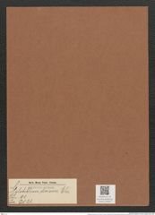 Stylobiblium divisum Ehr. (de-Toni-Nr.: Genus 91, Species 3021) Zeichnungen Sammlung Grunow Mappe 03203 (Herbarium_W_Grunow_drawings_Folder_03203)